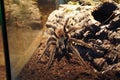 Brazilian salmon pink bird eating tarantula