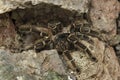 Brazilian salmon pink bird-eating tarantula Lasiodora parahybana Royalty Free Stock Photo