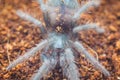 Brazilian Salmon Pink Tarantula larva