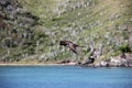 Brazilian seabird Booby Royalty Free Stock Photo