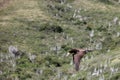 Brazilian seabird Booby Royalty Free Stock Photo