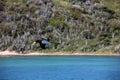 Brazilian seabird Booby Royalty Free Stock Photo