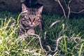 Brazilian Shorthair Cat Holding his Favorite Cord Toy on the Grass Royalty Free Stock Photo