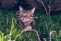 Brazilian Shorthair Cat Holding his Favorite Cord Toy on the Grass Royalty Free Stock Photo