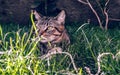 Brazilian Shorthair Cat Holding his Favorite Cord Toy on the Grass Royalty Free Stock Photo