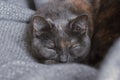Brazilian shorthair cat sleeping on grey cloth