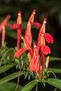 Brazilian Shrimp Plant