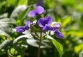 Brazilian Snapdragon lat.- Otacanthus caeruleus