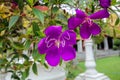 Brazilian Spider Flower, Glory bush