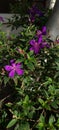 Brazilian spider flowers, Tibouchina or Princess flowers