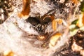 Brazilian spider known as armadeira, monkey spider or banana spider, lives in the forest in burrows, belonging to the ctenid Royalty Free Stock Photo