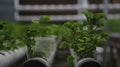 Brazilian spinach cultivation in hydroponic system Royalty Free Stock Photo