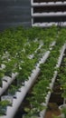 Brazilian spinach cultivation in hydroponic system Royalty Free Stock Photo