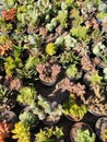 Brazilian Succulent Plants America Royalty Free Stock Photo