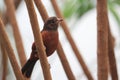 Brazilian tanager