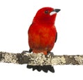 Brazilian Tanager perched on a branch - Ramphocelus bresilius
