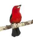 Brazilian Tanager perched on a branch - Ramphocelus bresilius