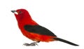 Brazilian Tanager - Ramphocelus bresilius