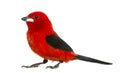 Brazilian Tanager - Ramphocelus bresilius