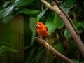 A Brazilian Tanager sitting on a branch