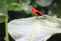 Brazilian tanager