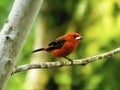 Brazilian tanager in tree