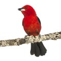 Brazilian Tanager tweeting perched on a branch