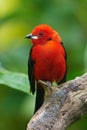 Brazilian tanager (Ramphocelus bresilius)