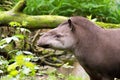 Brazilian tapir