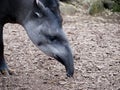 Brazilian Tapir feeding