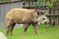 Brazilian tapir