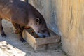 Brazilian tapir tapirus terrestris in Barcelona Zoo Royalty Free Stock Photo