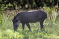 Brazilian Tapir (Tapirus terrestris) grazing alone in selective focus Royalty Free Stock Photo