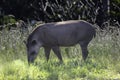 Brazilian Tapir (Tapirus terrestris) grazing alone in selective focus Royalty Free Stock Photo