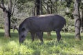 Brazilian Tapir (Tapirus terrestris) grazing alone in selective focus Royalty Free Stock Photo