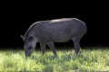 Brazilian Tapir (Tapirus terrestris) grazing alone in selective focus Royalty Free Stock Photo