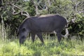 Brazilian Tapir (Tapirus terrestris) grazing alone in selective focus Royalty Free Stock Photo