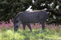 Brazilian Tapir (Tapirus terrestris) grazing alone in selective focus Royalty Free Stock Photo