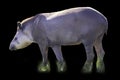 Brazilian Tapir (Tapirus terrestris) grazing alone in selective focus Royalty Free Stock Photo