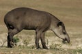 Brazilian tapir, Tapirus terrestris, Royalty Free Stock Photo