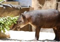 Brazilian tapir, Tapirus terrestris south Royalty Free Stock Photo