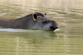 Brazilian tapir, Tapirus terrestris, Royalty Free Stock Photo