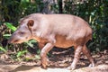 Brazilian Tapir Walking