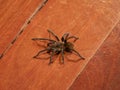 The Brazilian Tarantula or Theraphosidae photographed on a wooden floor.