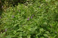 Brazilian Tea or blue snake weed, flowering shrub Royalty Free Stock Photo