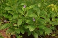 Brazilian Tea or blue snake weed, flowering shrub Royalty Free Stock Photo