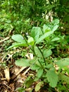 Stachytaspheta jamaicensis or Brazilian-tea