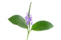 Brazilian Tea or Stachytarpheta jamaicensis flowers and green leaf isolated on white background