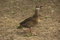 Brazilian teal, Brazilian duck Amazonetta brasiliensis. Royalty Free Stock Photo