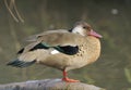 Brazilian Teal Duck